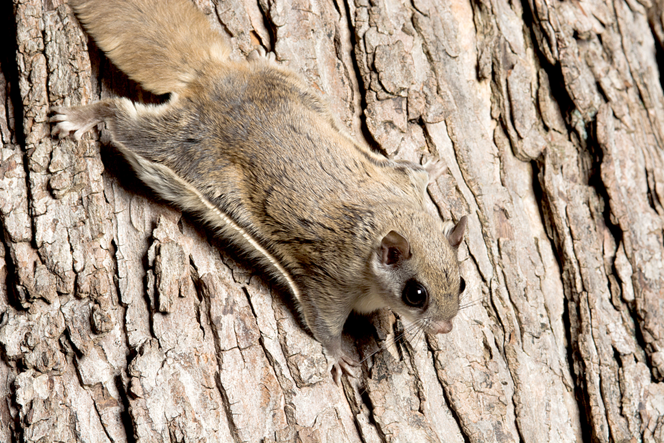 Southern Flying Squirrels – The Free Weekly