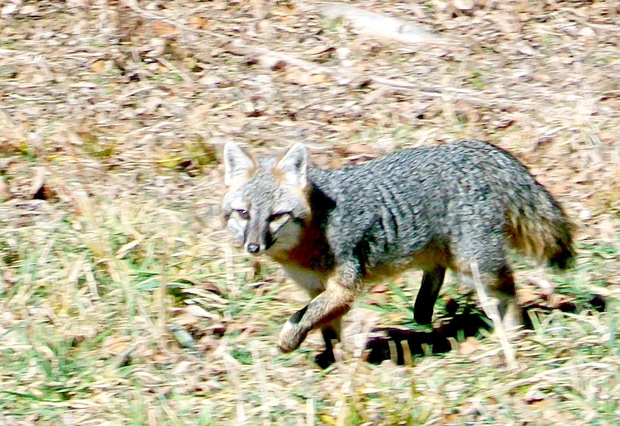 Grey Foxes in Arkansas The Free Weekly