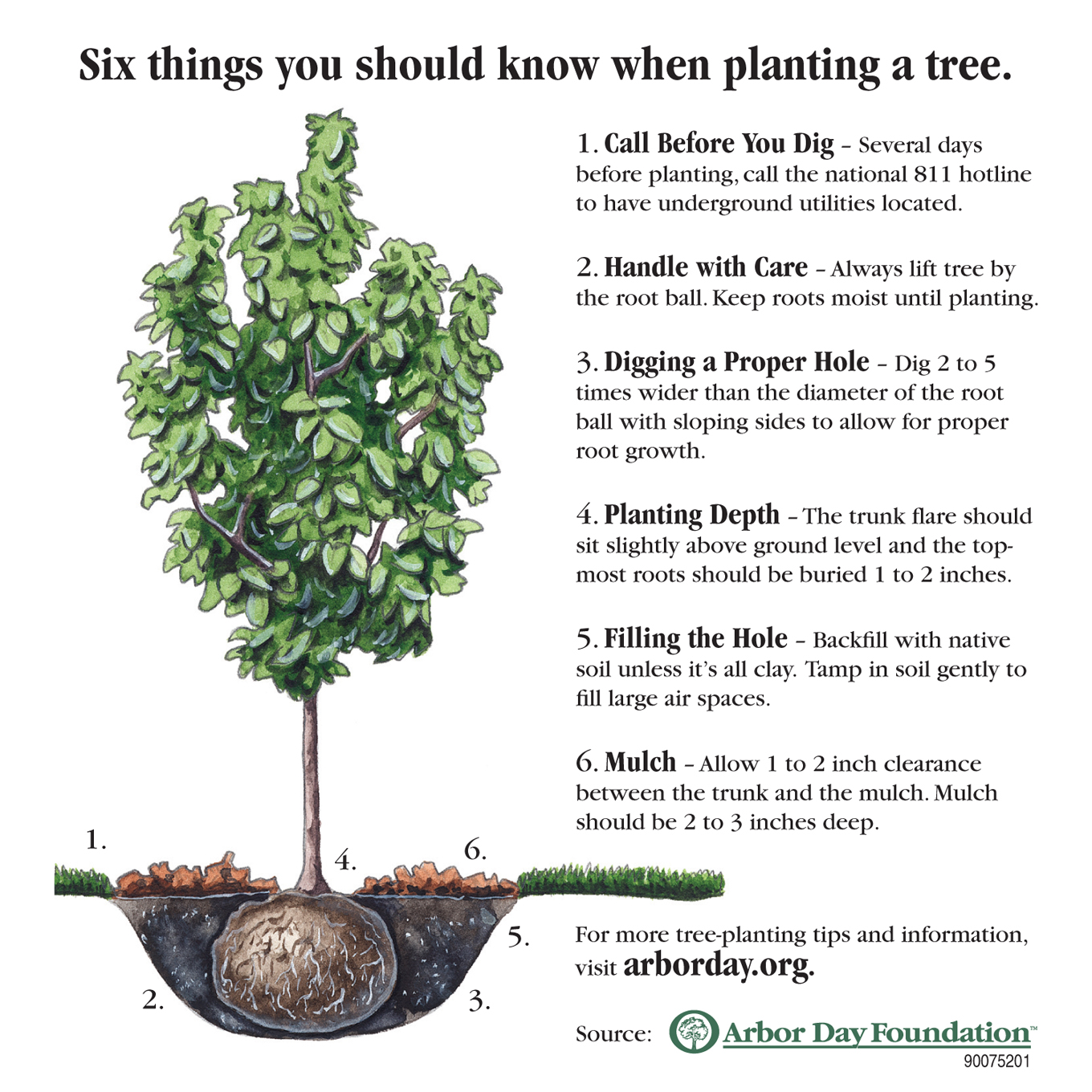 Plant Native Trees For Arbor Day The Free Weekly