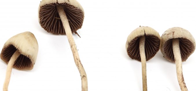 The Secret Truth About Psychedelic Medicines
