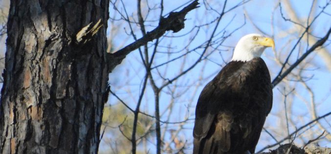 Entertaining Eagles in Northwest Arkansas