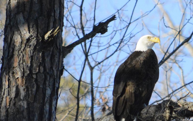 Entertaining Eagles in Northwest Arkansas