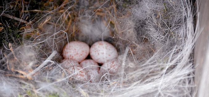 Nest Box Monitoring for Backyard Birds