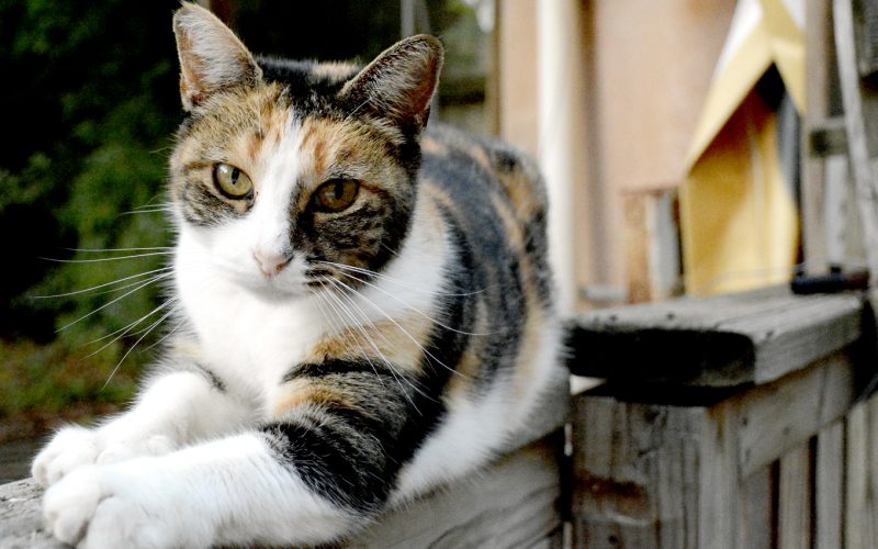 Caring for Outdoor Cats