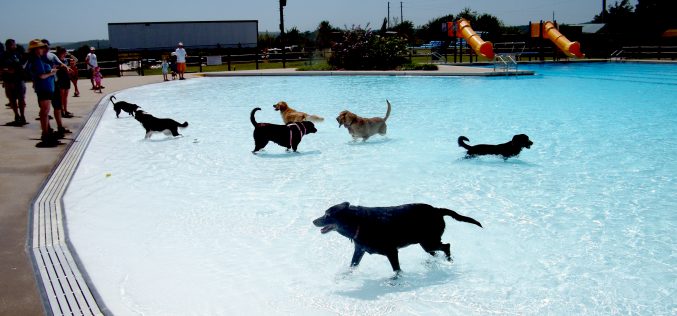 Dog-Friendly Events Planned in August