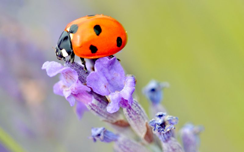 Lovely Ladybugs