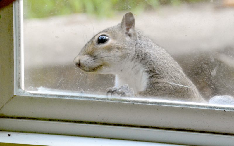 DIY Squirrel Feeders