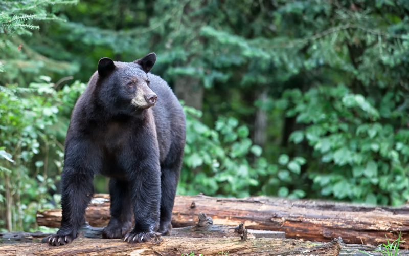 In Arkansas, how frequent are bears?