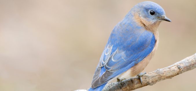 Bluebirds Aren’t Blue: Facts about the “Bird of Happiness”