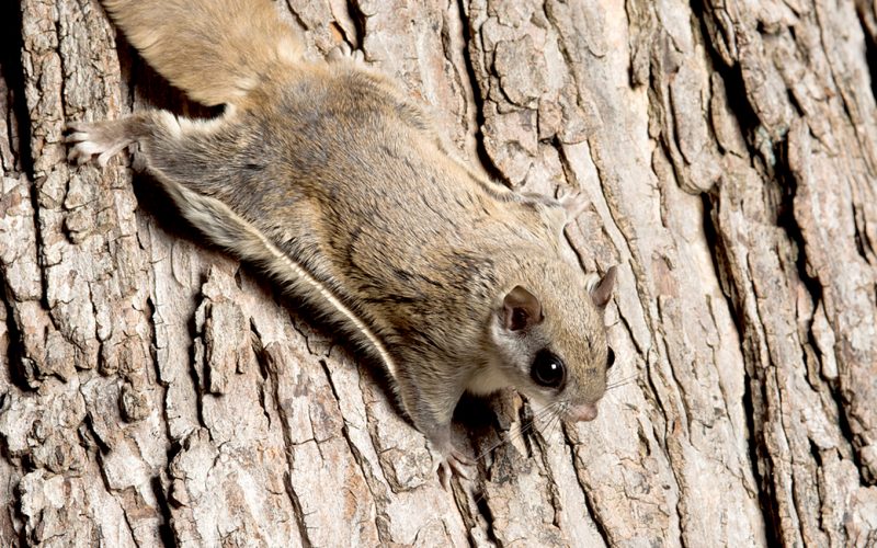 Southern Flying Squirrels