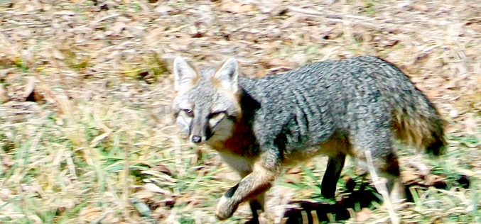 Grey Foxes in Arkansas