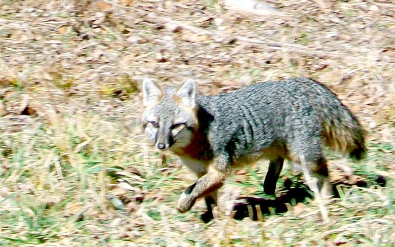 Grey Foxes in Arkansas