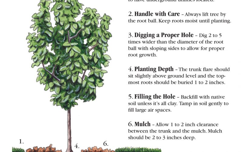 Plant Native Trees For Arbor Day