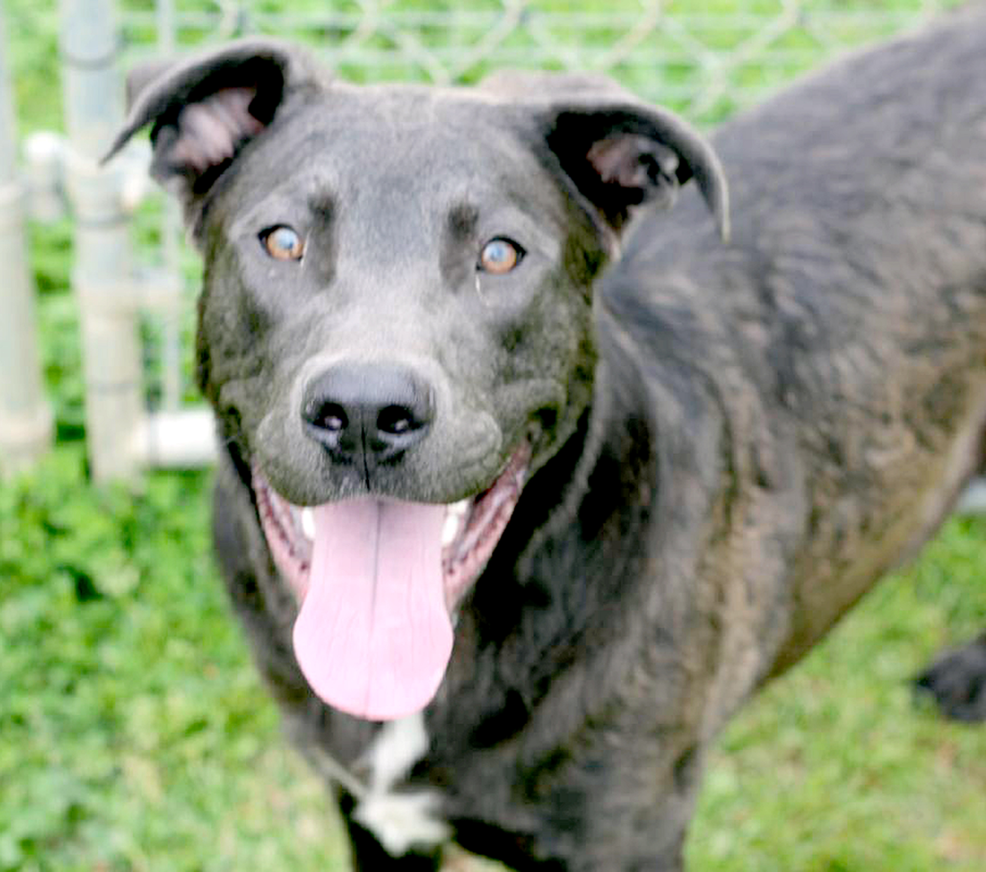 Hounds Around Town Introduced At Fayetteville Animal Shelter The 