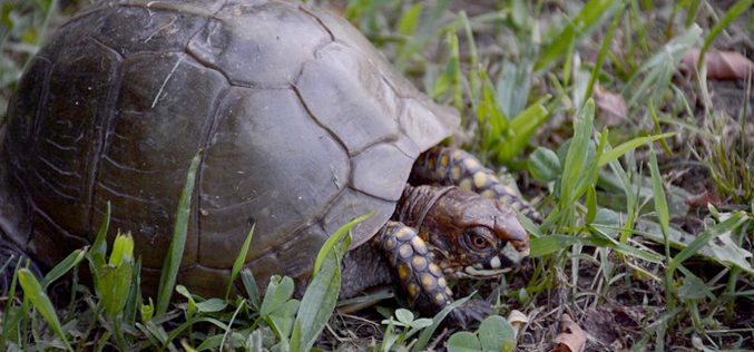 The Mystery Of Baby Box Turtles