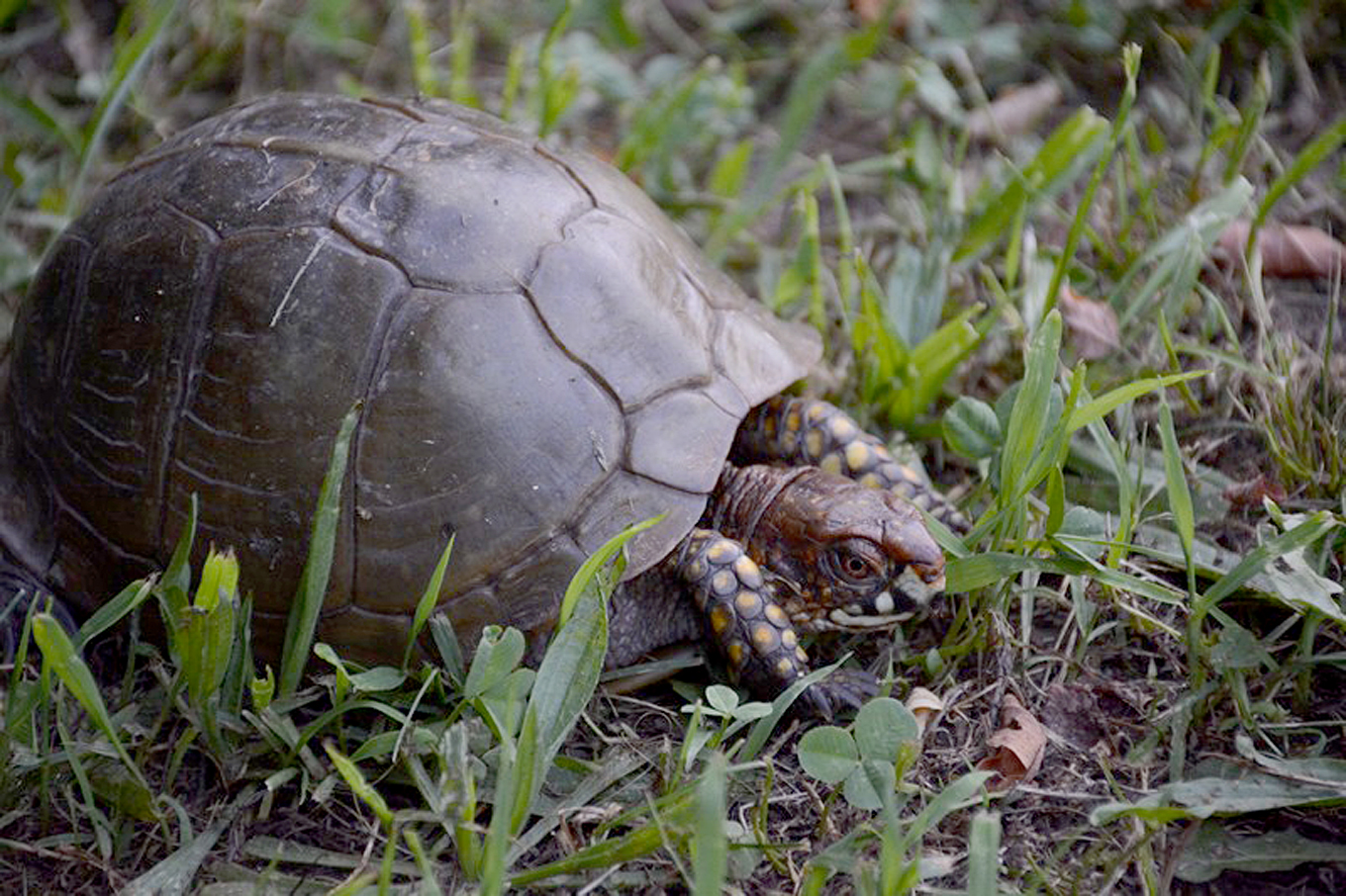 The Mystery Of Baby Box Turtles – The Free Weekly