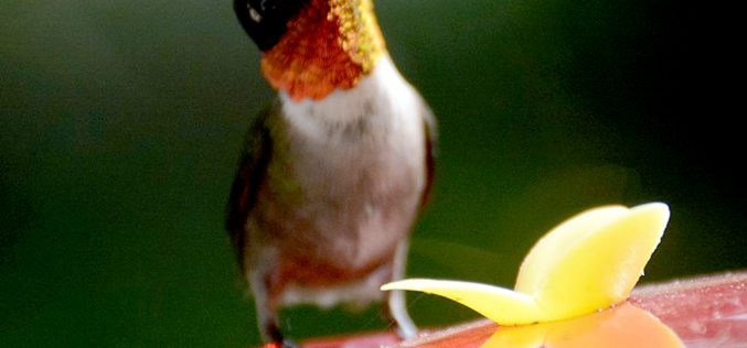 Hummingbirds: Jewels of the Air