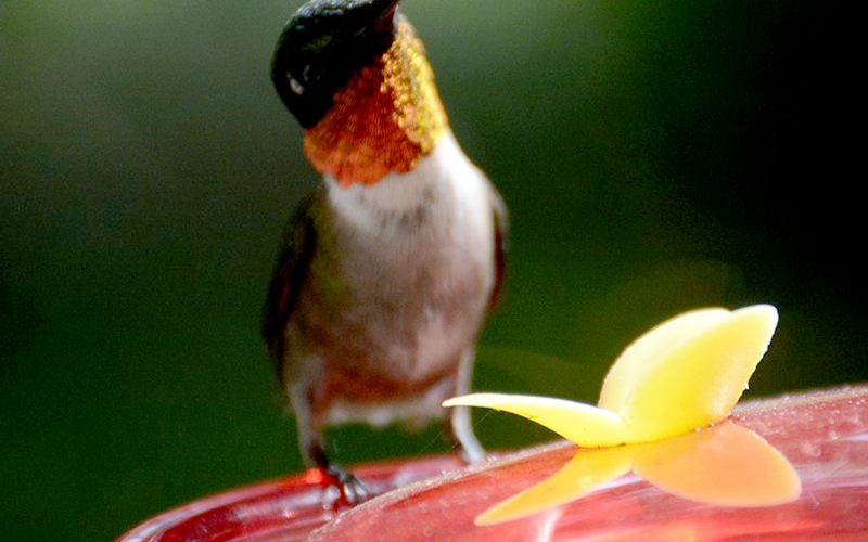 Hummingbirds: Jewels of the Air