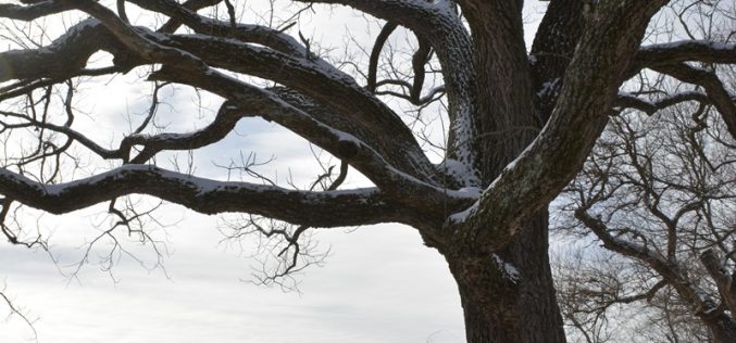 What Trees Do in Winter