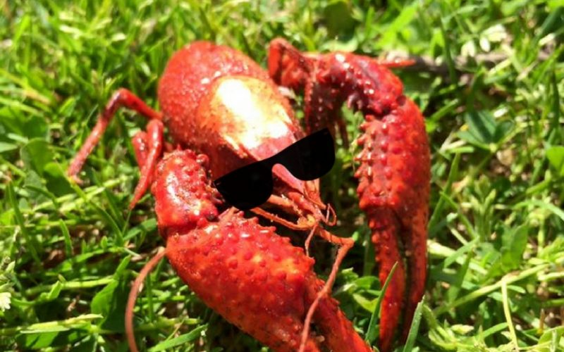 Tri Cycle Farms to Host 2nd Annual Crawfish Boil