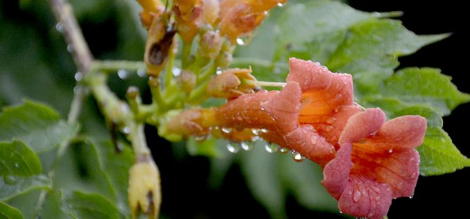 Trumpet Vines: Aggressive Natives You’ll Love or Hate