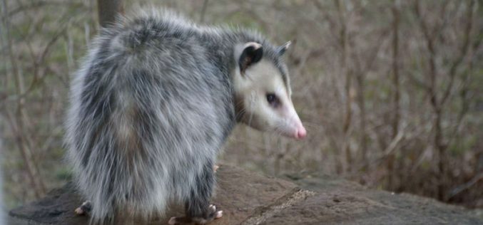 Perfectly Opossum