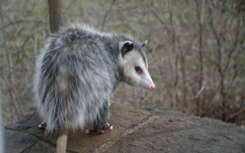 Perfectly Opossum