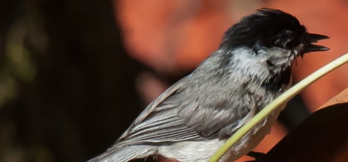 Tiny birds use big brains to survive winter