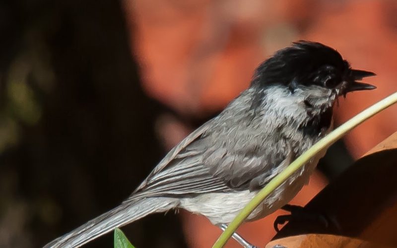 Tiny birds use big brains to survive winter