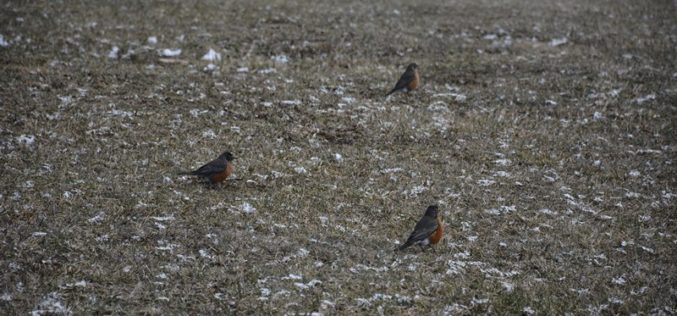 Most states, including Arkansas, keep robins over winter