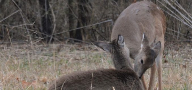 Oh, Deer!: Social lessons can be seen in herd