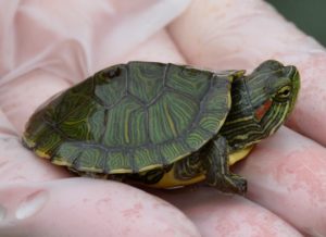 Be Kind To Turtles – The Free Weekly