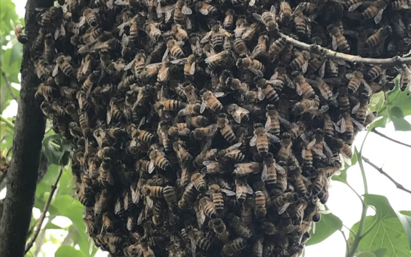 Bee Buddies