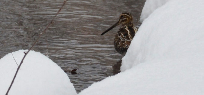 Amanda Bancroft: Winter pond provides peek at surprising passerby