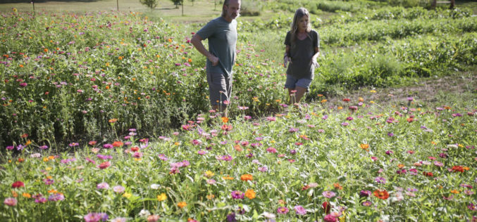 At Sacred Hollow Farm, customers pick wildflowers, find peace