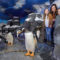 Formal Attire Optional: Penguins welcome visitors to cool WOW home