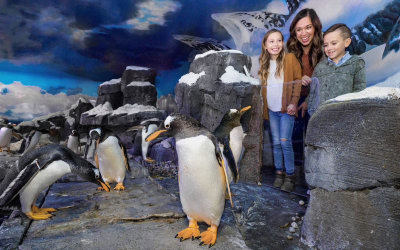 Formal Attire Optional: Penguins welcome visitors to cool WOW home