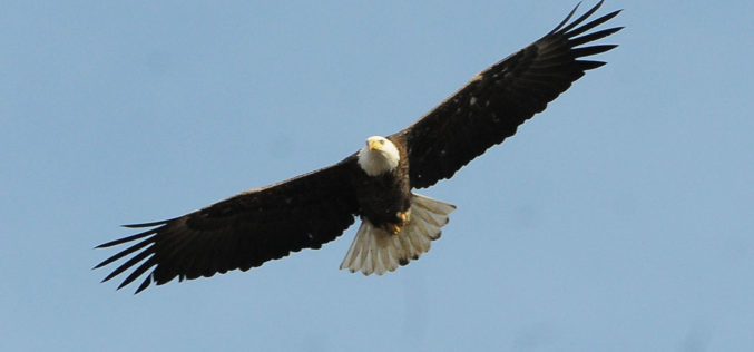 Beaver Lake cruise promises magical views of wintering eagles