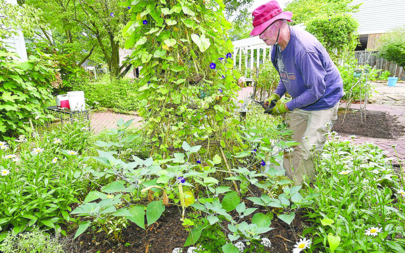 Master Gardeners get ready for WCHS Ice Cream Social Aug. 19
