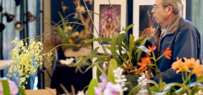 Blooms to see and blooms to buy: Orchid Society of the Ozarks hosts show, sale Feb. 28 to March 1 in Fayetteville